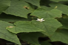 Gymnopetalum wightii